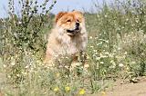 CHOW CHOW 131